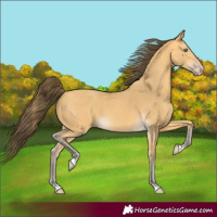 Horse Color:Amber Cream Champagne 