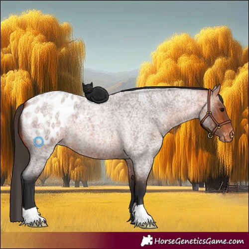 Horse Color:Bay Roan Appaloosa 