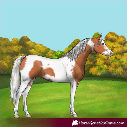 Horse Color:Silver Bay Splash Tobiano Frame