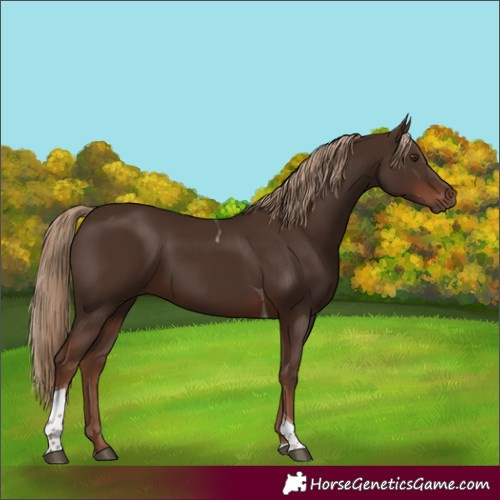 Horse Color:Liver Chestnut Tobiano Rabicano 