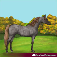 Horse Color:Liver Red Roan Rabicano 