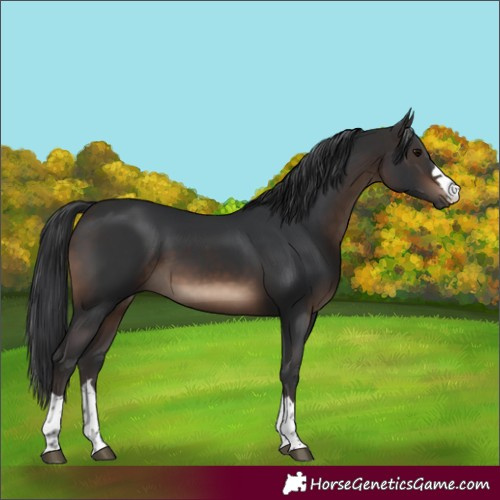 Horse Color:Brown Rabicano 