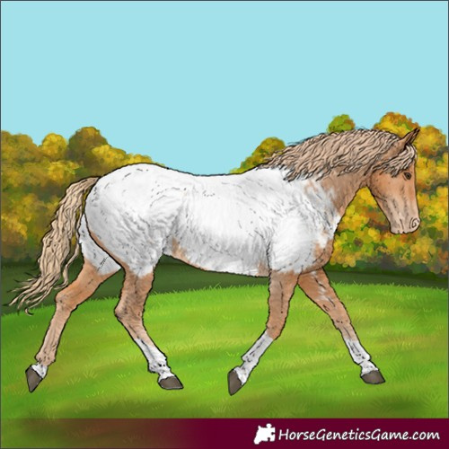 Horse Color:Chestnut Tobiano Near Fewspot