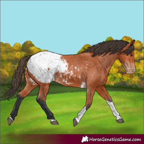 Horse Color:Bay Tobiano Snowcap 