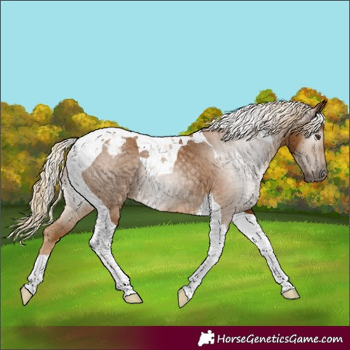 Horse Color:Gray Palomino Tobiano Appaloosa