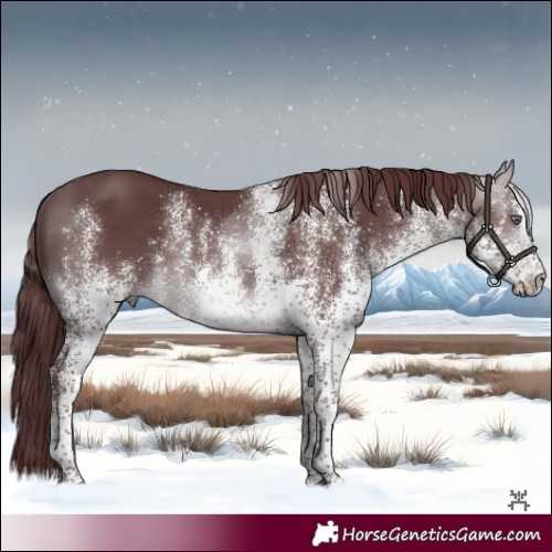 Horse Color:White Spotted Chocolate Brown Chinchilla