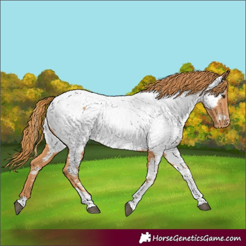 Horse Color:Chestnut Tobiano Appaloosa 