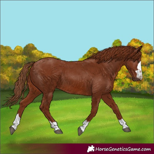 Horse Color:Chestnut 