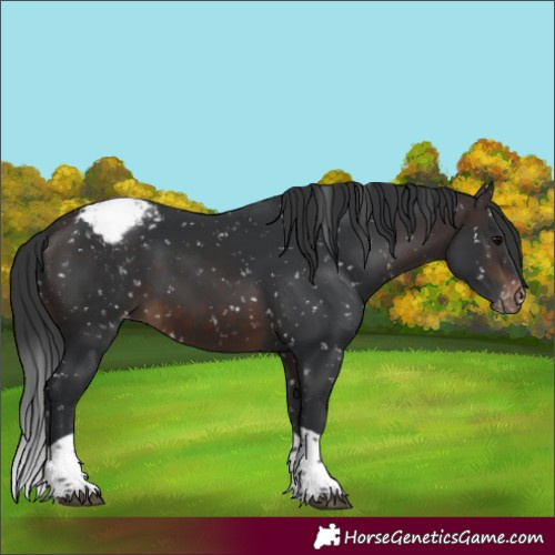 Horse Color:Brown Tobiano Appaloosa 