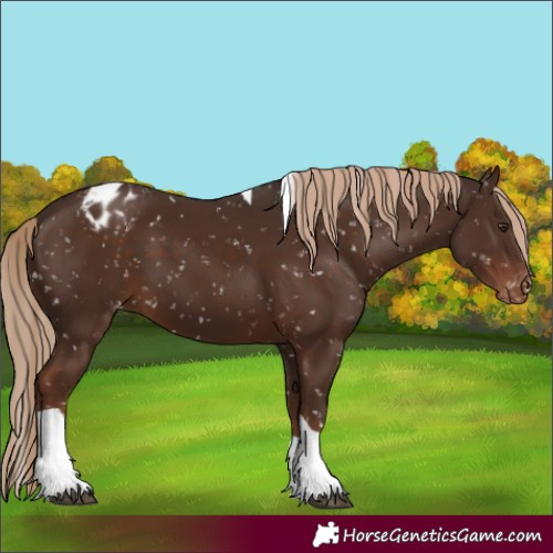 Horse Color:Liver Chestnut Tobiano Appaloosa