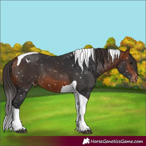 Horse Color:Bay Tobiano Snowflake Varnish