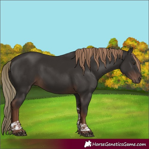 Horse Color:Liver Chestnut Tobiano