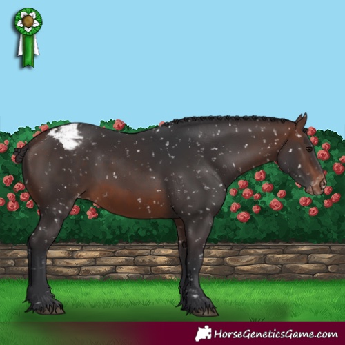 Horse Color:Brown Appaloosa 