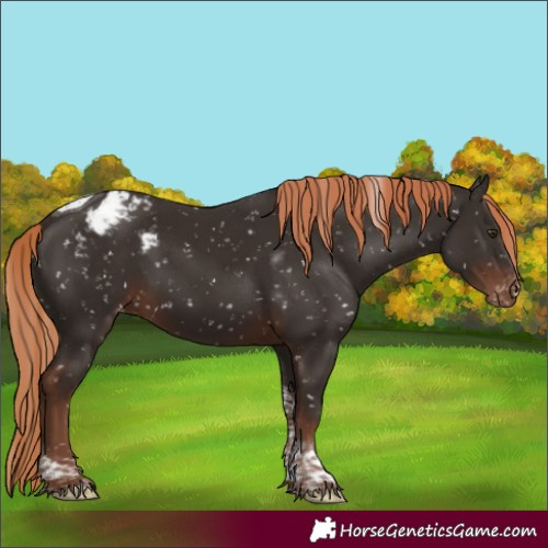 Horse Color:Liver Chestnut Tobiano Appaloosa 