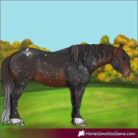 Horse Color:Brown Appaloosa 