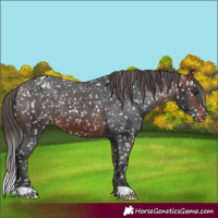Horse Color:Brown Appaloosa