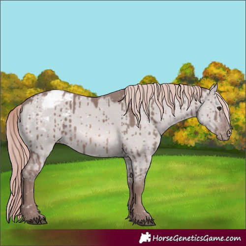 Horse Color:Platinum Red Dun Appaloosa Rabicano Brindle 