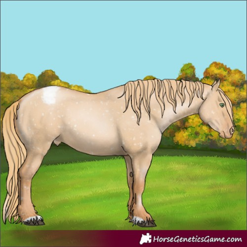 Horse Color:Red Dun Pearl Snowflake VarnishRabicano
