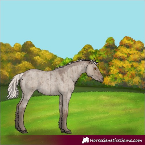 Horse Color:Silver Grullo Roan Brindle 