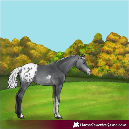 Horse Color:Silver Brown Chinchilla Tobiano Blanket 