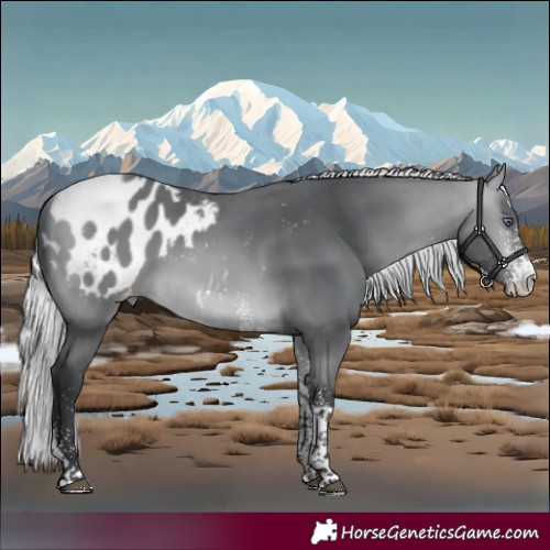 Horse Color:White Spotted Silver Bay Chinchilla Tobiano Blanket 
