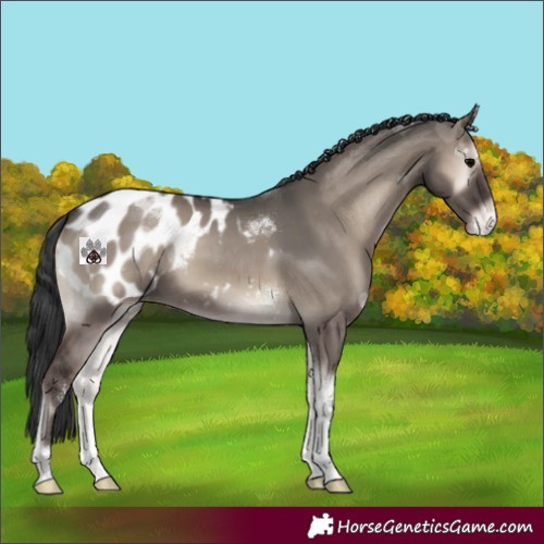 Horse Color:Grullo Onyx Sabino Tobiano Appaloosa