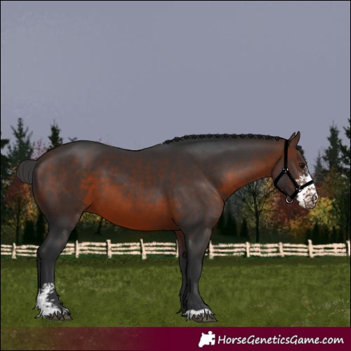 Horse Color:Brown Sabino 