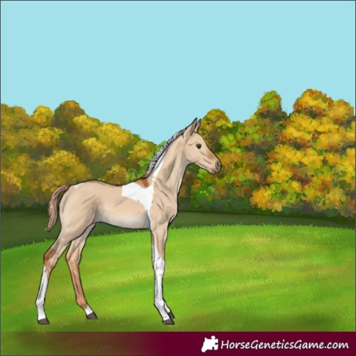 Horse Color:Red Dun Tobiano 