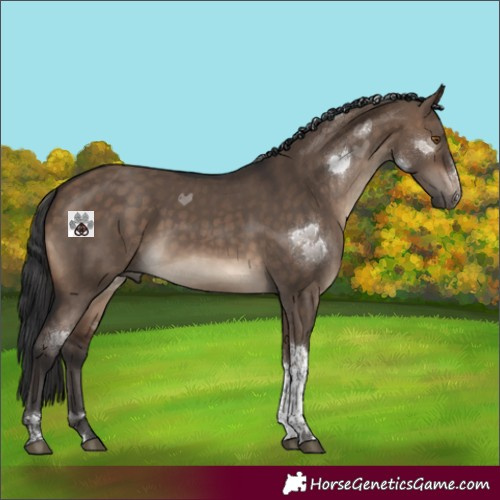 Horse Color:Brown Dun Sabino Tobiano 