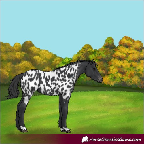 Horse Color:Black Near Leopard