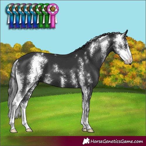 Horse Color:Black Sabino 