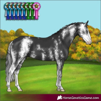 Horse Color:Black Sabino