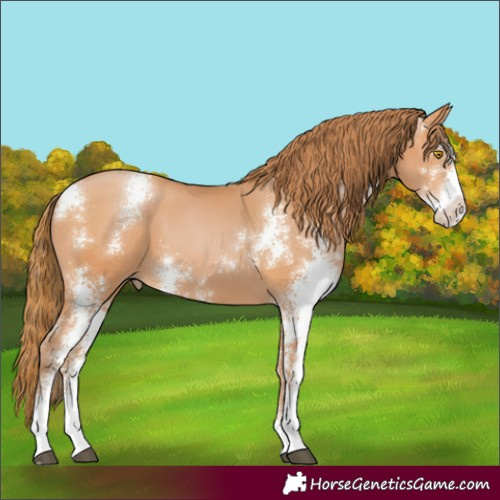 Horse Color:Bay Pearl Sabino 