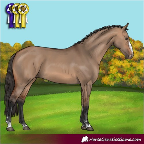 Horse Color:Bay Dun 