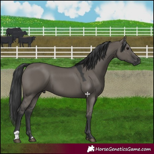Horse Color:Grullo 