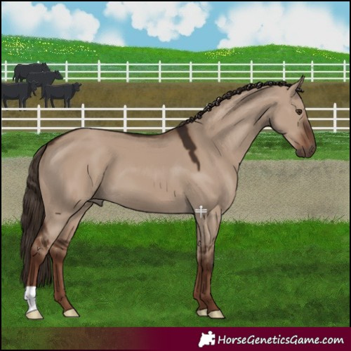 Horse Color:Liver Red Dun 