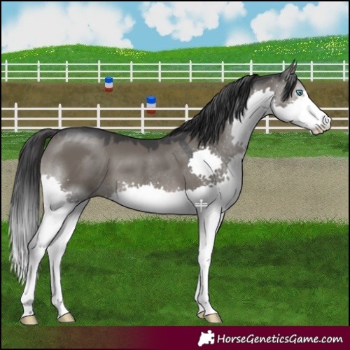 Horse Color:Grullo Splash