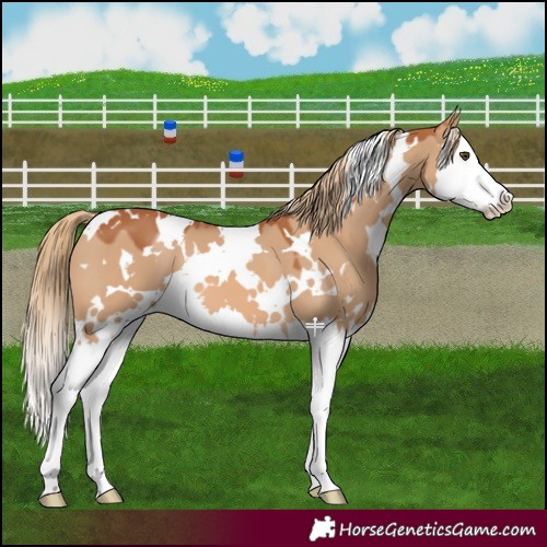 Horse Color:White Spotted Red Dun Splash