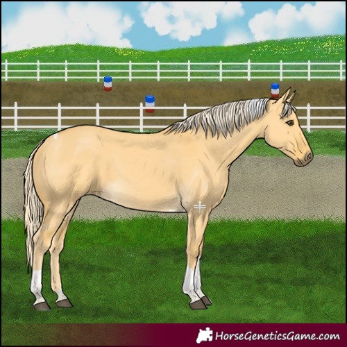 Horse Color:Palomino Dun Tobiano 