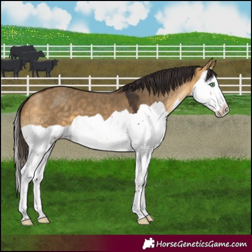 Horse Color:Buckskin Dun Splash 