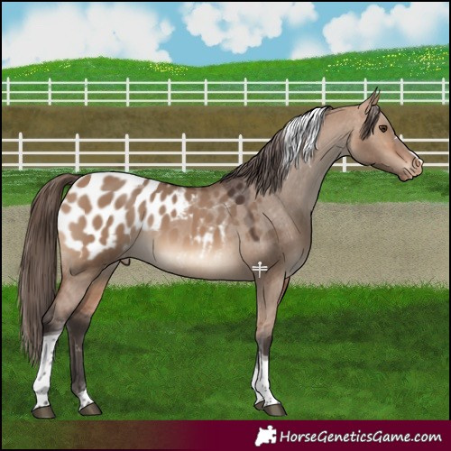 Horse Color:Bay Dun Tobiano Appaloosa 