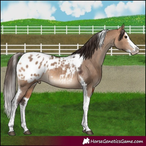 Horse Color:Bay Dun Splash Tobiano Appaloosa 