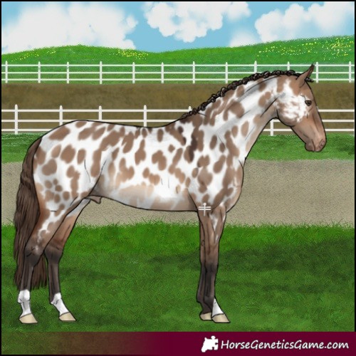 Horse Color:Brown Dun Appaloosa