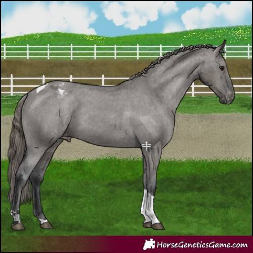 Horse Color:Grullo Tobiano Appaloosa