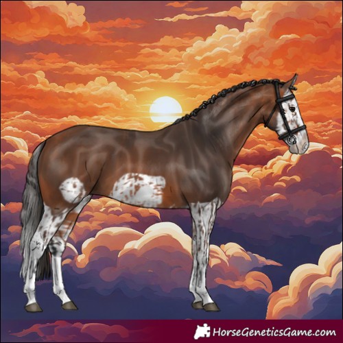 Horse Color:Bay Splash Frame  and Bay Splash Frame 