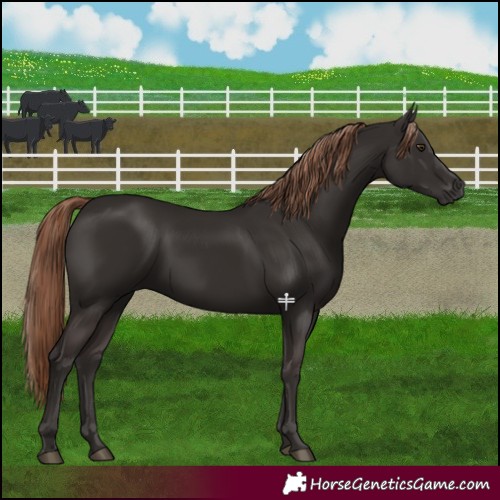 Horse Color:Liver Chestnut 