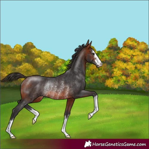 Horse Color:Bay Rabicano
