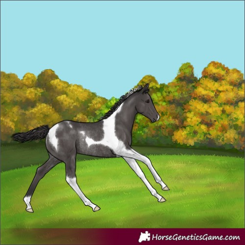 Horse Color:Smoky Black Tobiano Rabicano 