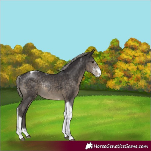 Horse Color:Silver Smoky Black Sabino Tobiano Rabicano 