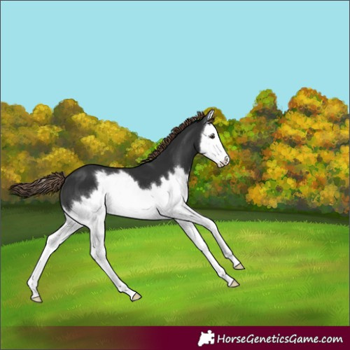 Horse Color:Liver Chestnut Splash